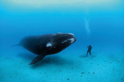 Man and Sea: Planet Ocean